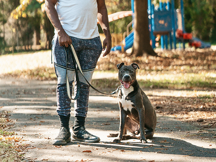 a dog learns to walk obediently from durham dog training company first watch canine training academy