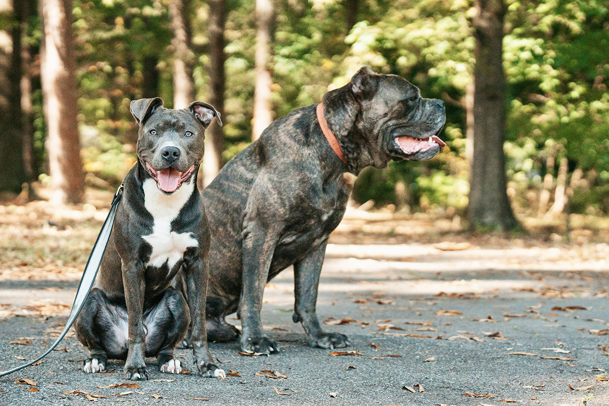 graduates of first watch canine academy dog training in durham chapel hill raleigh