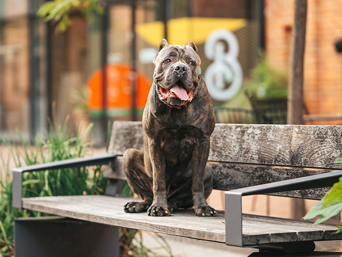 a dog sits calmly after lessons at durham dog obedience school first watch canine academy